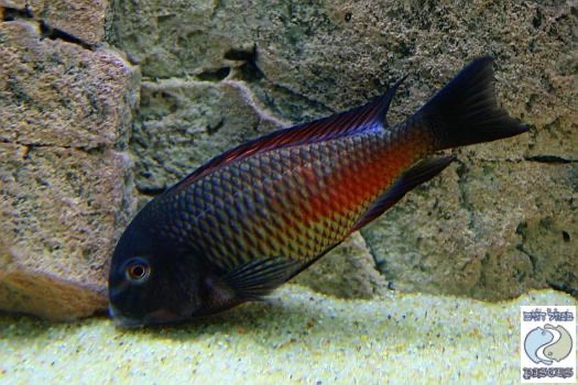 Tropheus sp. 'red' Cape Kipimbi